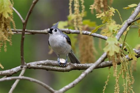  Jorng-Khong: Exploring the Tenacious Spirit of a Tiny Thai Bird Through Time!